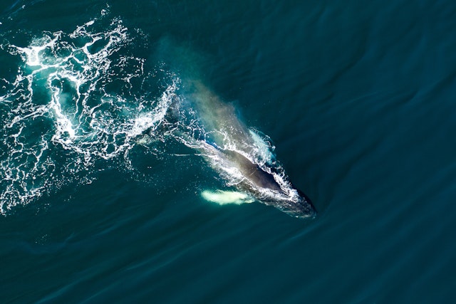 Whale Watch Plus en bateau couvert