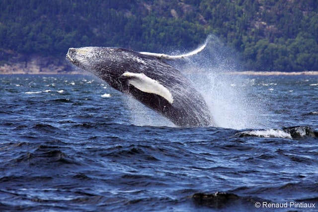 Observation des baleines en Zodiac