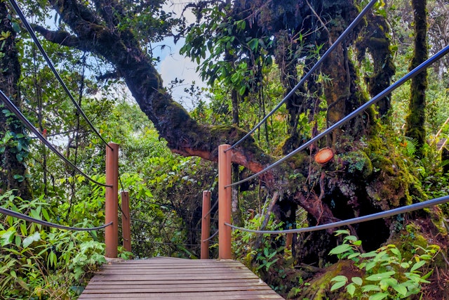 Visite guidée forêt mystérieuse