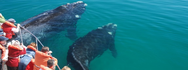 Tour à la recherche des baleines