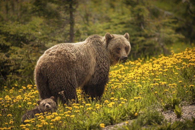 Découverte des ours grizzly à Banff