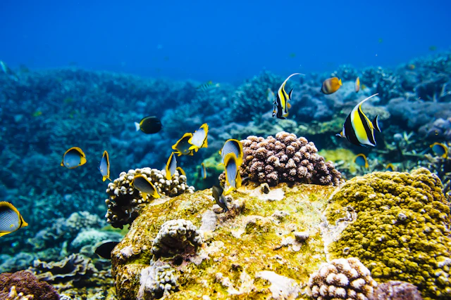 Plongée en apnée à US Liberty et Bali