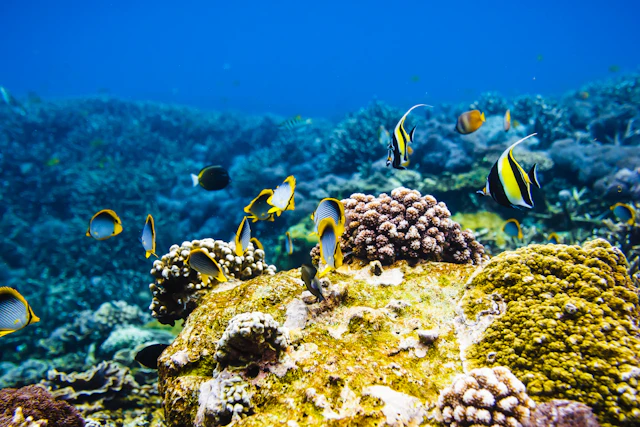 Plongée en apnée à US Liberty et Bali