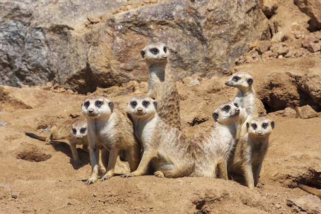 Oudtshoorn - Der Erdmännchen-Ausflug