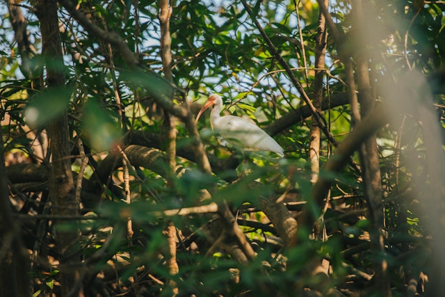 Parc national de Carara
