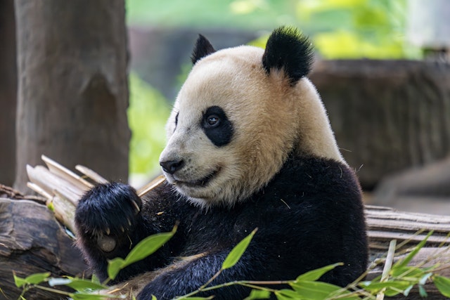 Panda-Pfleger für einen Tag