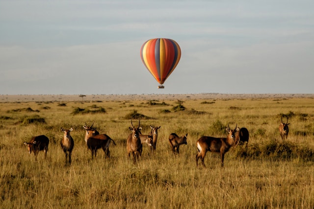 Survol en ballon du Serengeti