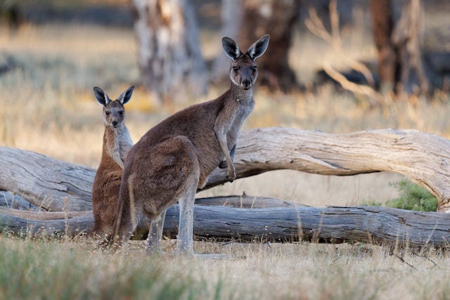 Kangaroo Island und seine Tierwelt