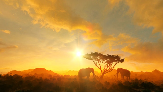 Safari nocturne