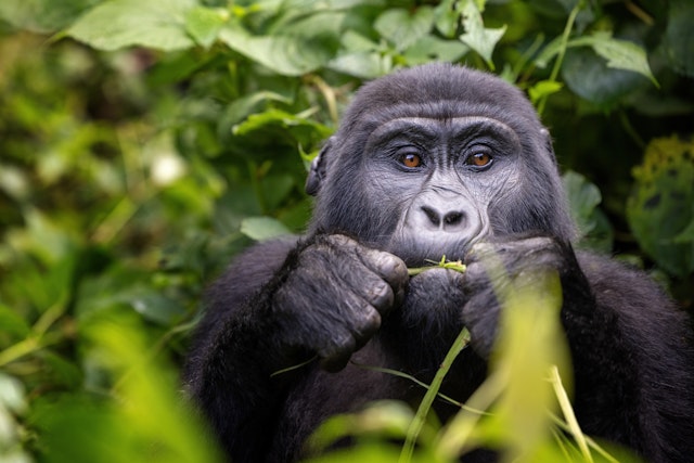 Gorilla Trekking - Bwindi 