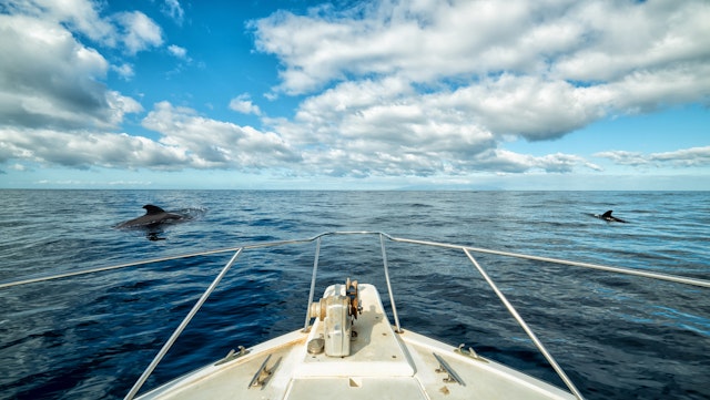 Delfin - Katamaran Tour in Teneriffa