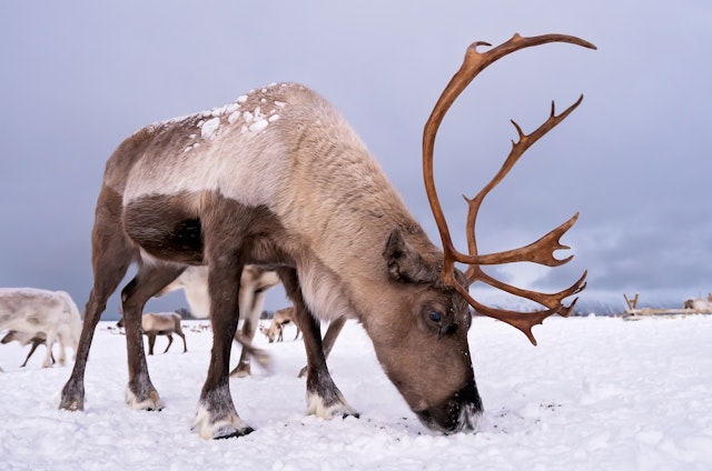 Rentierfütterung und samische Kultur