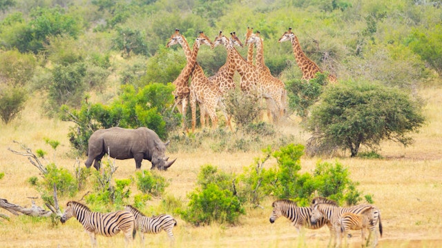 Krüger Nationalpark Safari