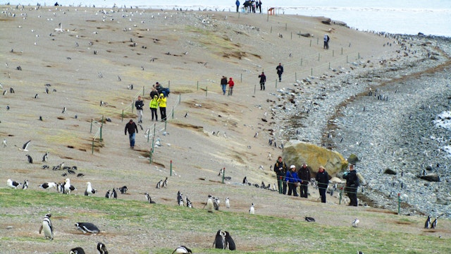 Schiffsfahrt zur Pinguinkolonie