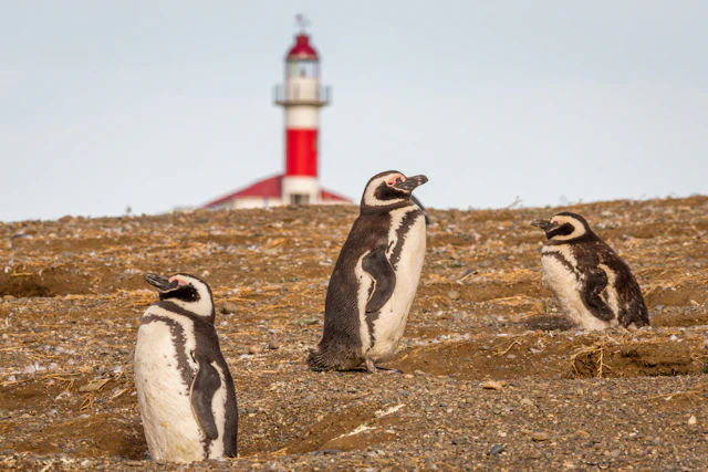 Schiffsfahrt zur Pinguinkolonie