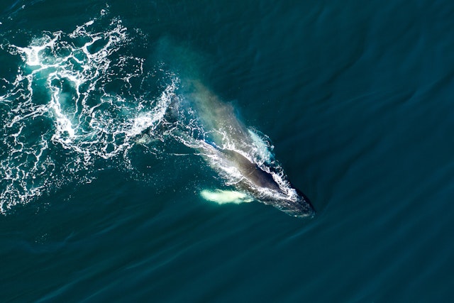 Observation des baleines 