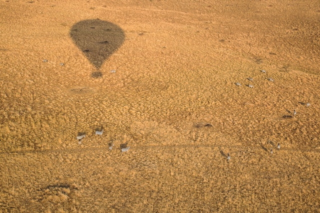 La réserve Masaï Mara en montgolfière