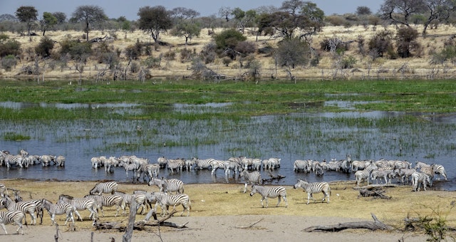 Safari au parc national Makgadikgadi