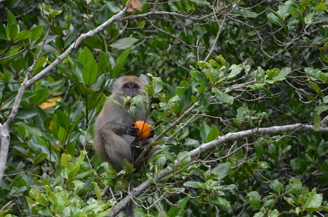 Croisière fluviale en mangrove