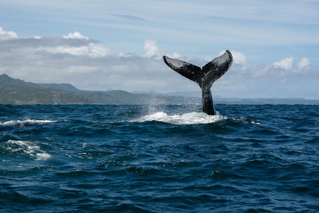 Croisière aux baleines à Hermanus