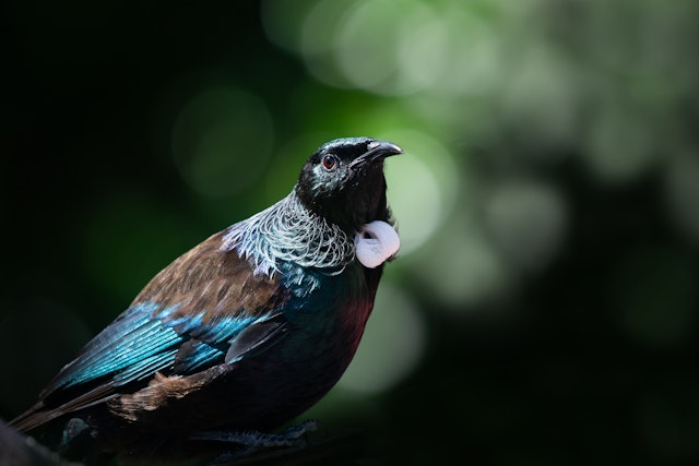 Explore Tiritiri Matangi
