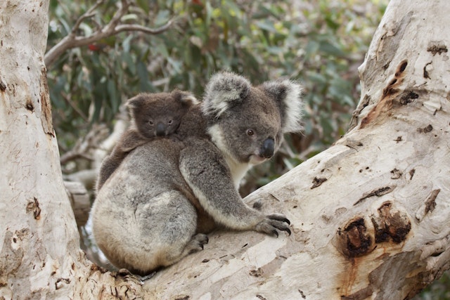 Wildlife Wonders Tour
