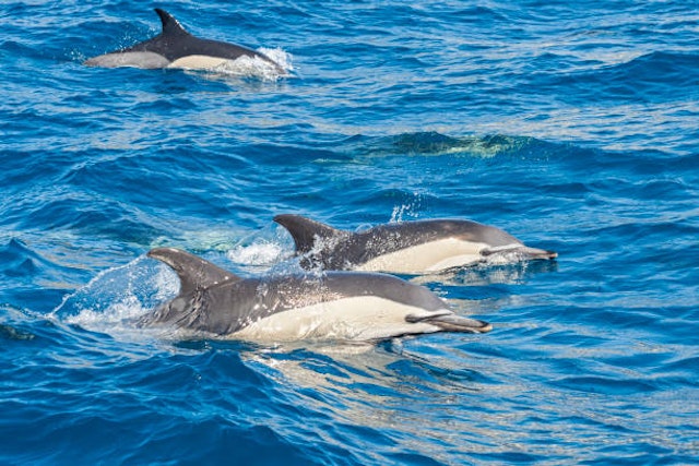 Swimming with dolphins