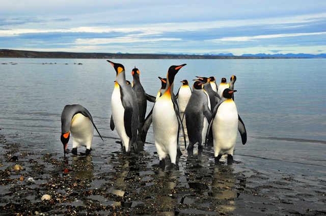 Parc des pingouins à Useless Bay