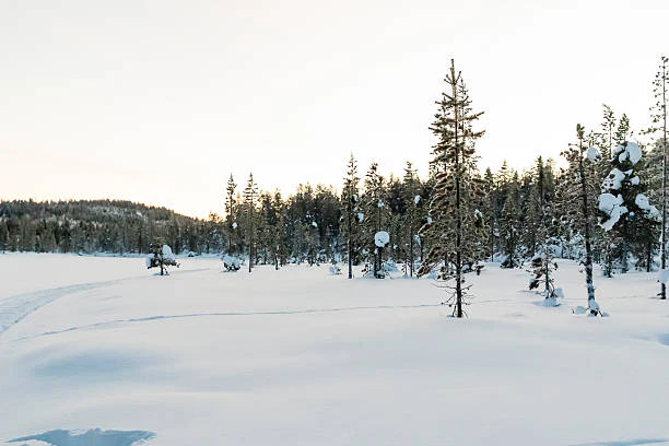 Schneeschuhwandern in einem Winterwald