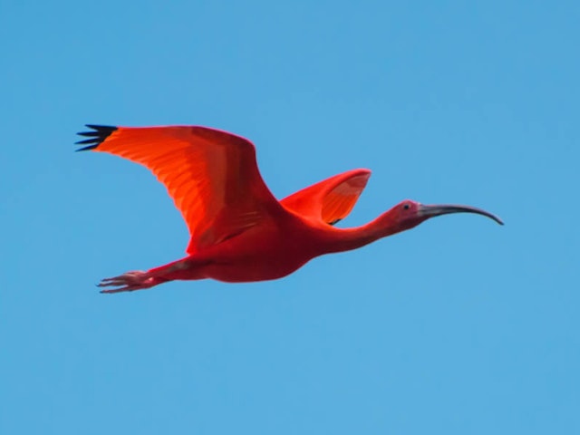 Observation Ibis rouges en bateau