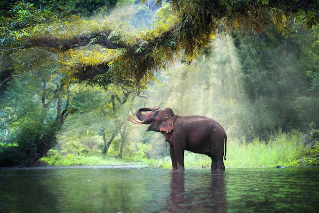 Tagestour: Elefantenwelt 