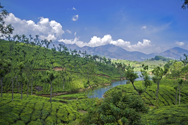 Tee - Museum in Munnar