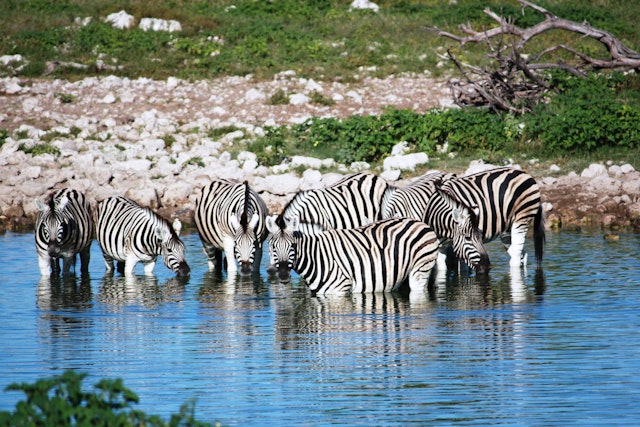 Safari matinal à Etosha