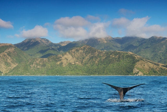 Croisière à la découverte des baleines