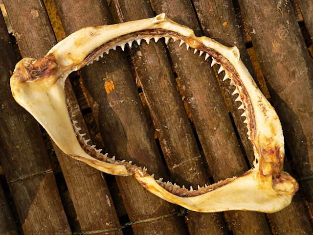 Shark Museum Bjarnarhöfn - Eintritt
