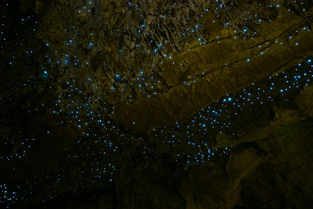 Waitomo Glühwürmchenhöhlen