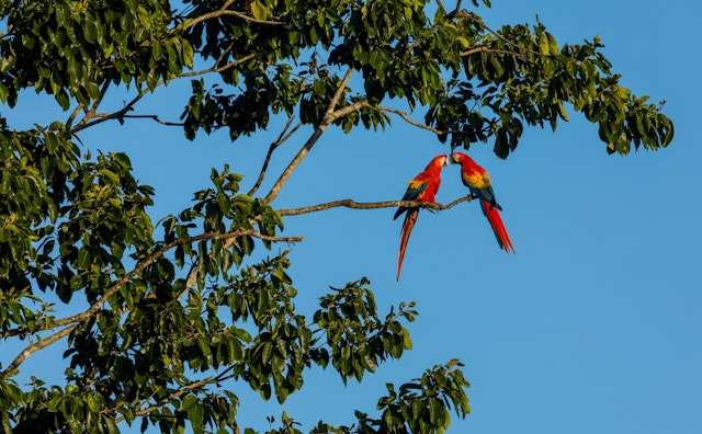 Wanderung im Cahuita Nationalpark