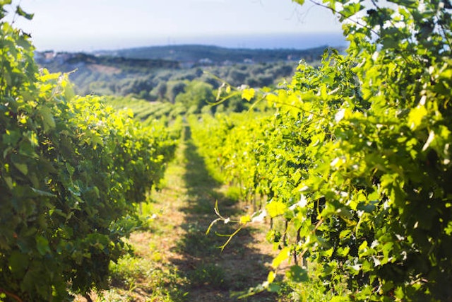Jeep Safari & Secrets of Wine & Olives