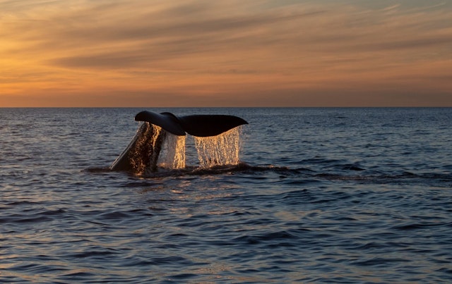 Observation des baleines à Andenes