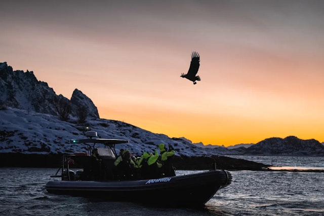 Safari en mer Trollfjord