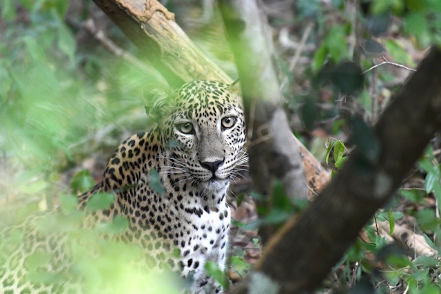 Yala National Park
