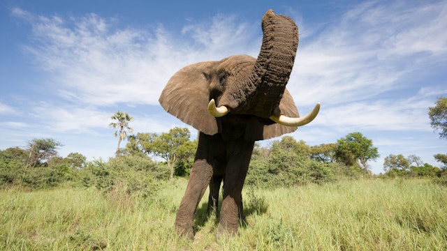 Pirschfahrt im Etosha-Park