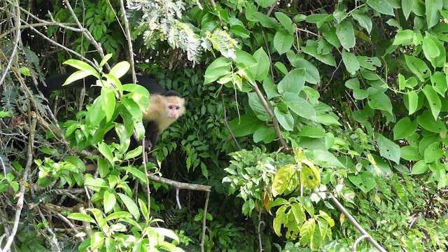 Nationalpark Soberanía & Bootsfahrt auf dem Gatún-See