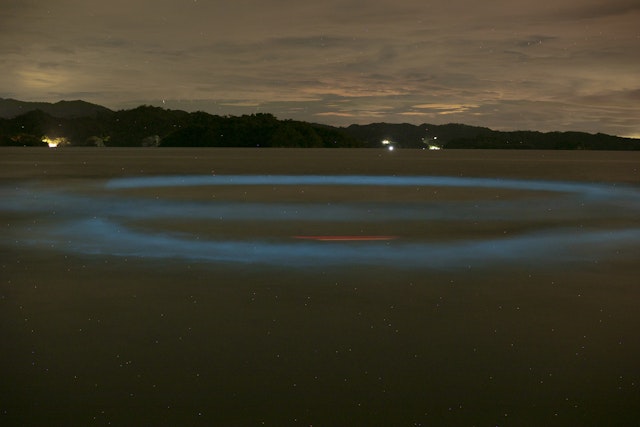 Tour de nuit - Vie biologique & marine
