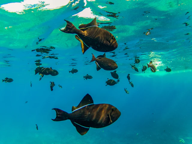 Molokini Schnorcheltour
