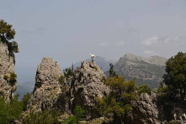Randonnée dans le Supramonte et repas du berger