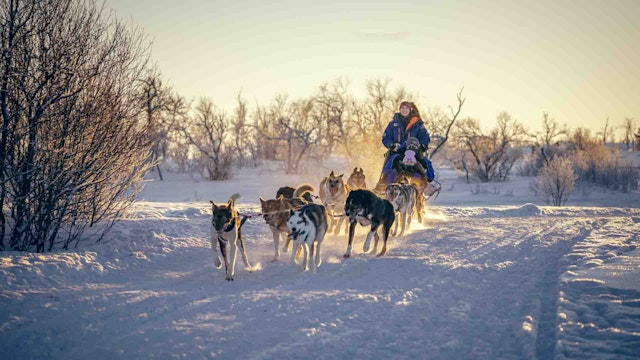 Balade en traîneau à chiens
