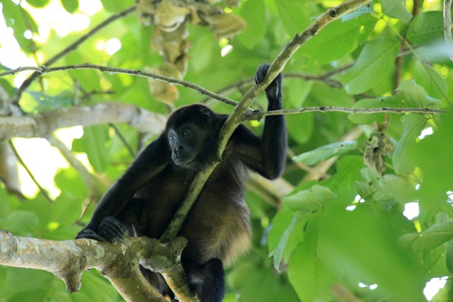 Randonnée au parc national de Cahuita