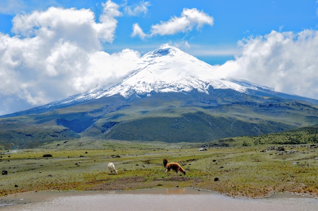 Visite du parc Cotopaxi