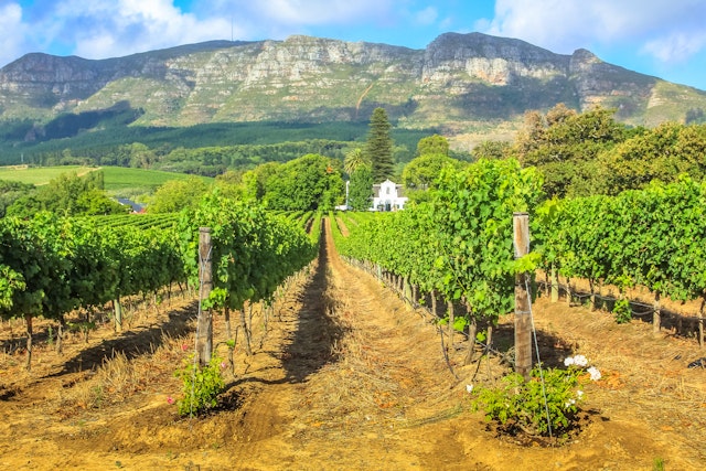Stellenbosch Devon Valley à vélo